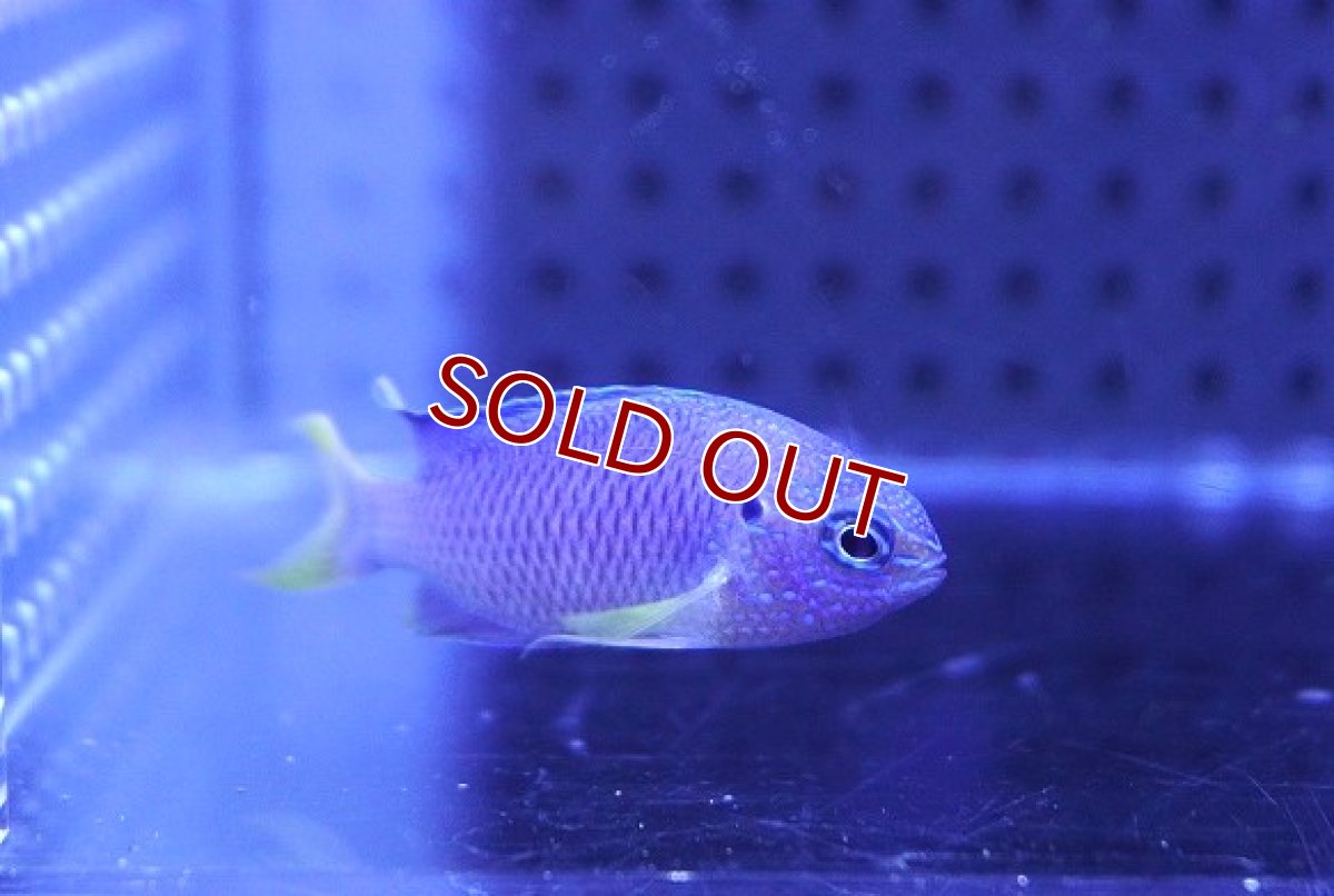 画像2: 【海水魚・スズメダイ】クジャクスズメダイ【1匹】（±4-5cm） (サンプル画像）（生体）(海水魚) (2)