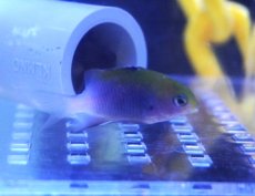 画像1: 【海水魚・スズメダイ】【通販】セダカスズメダイ（幼魚）【1匹】（±3-5cm） (サンプル画像）（生体）(海水魚) (1)