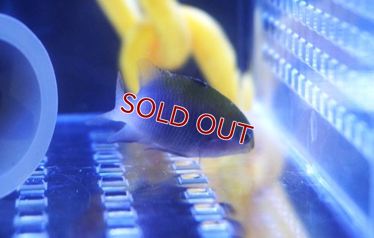 画像2: 【海水魚・スズメダイ】セダカスズメダイ（幼魚）【1匹】（±3-5cm） (サンプル画像）（生体）(海水魚) (2)