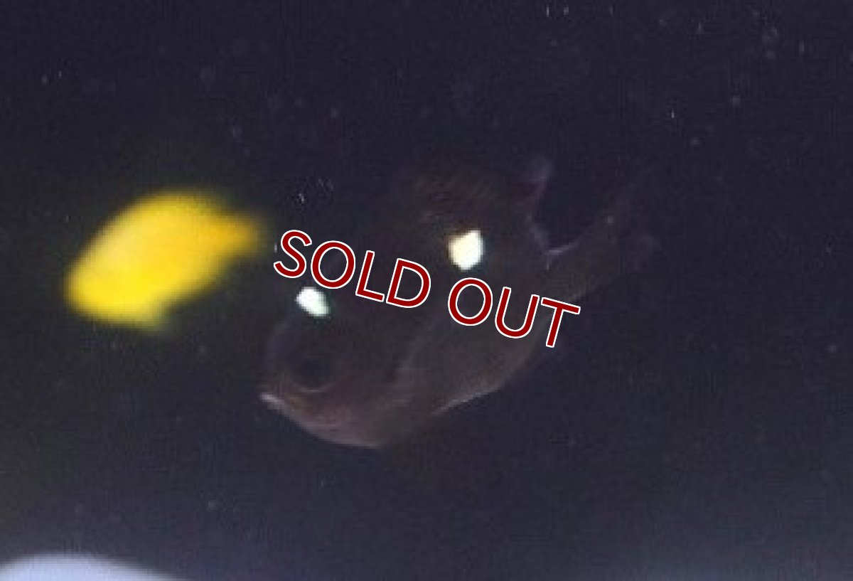 画像2: 【海水魚・スズメダイ】【通販】ミツボシスズメ【10匹】（サンプル画像）（生体）(海水魚) (2)