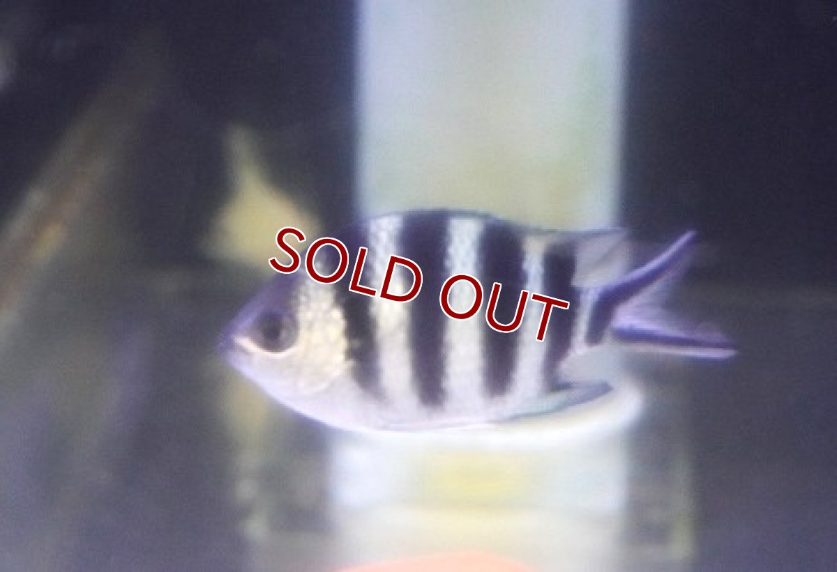 画像1: 【海水魚・スズメダイ】【通販】オヤビッチャ【1匹】（±4-5cm） (サンプル画像）（生体）(海水魚) (1)