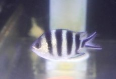 画像1: 【海水魚・スズメダイ】【通販】オヤビッチャ【1匹】（±4-5cm） (サンプル画像）（生体）(海水魚) (1)