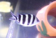 画像2: 【海水魚・スズメダイ】【通販】オヤビッチャ【1匹】（±4-5cm） (サンプル画像）（生体）(海水魚) (2)