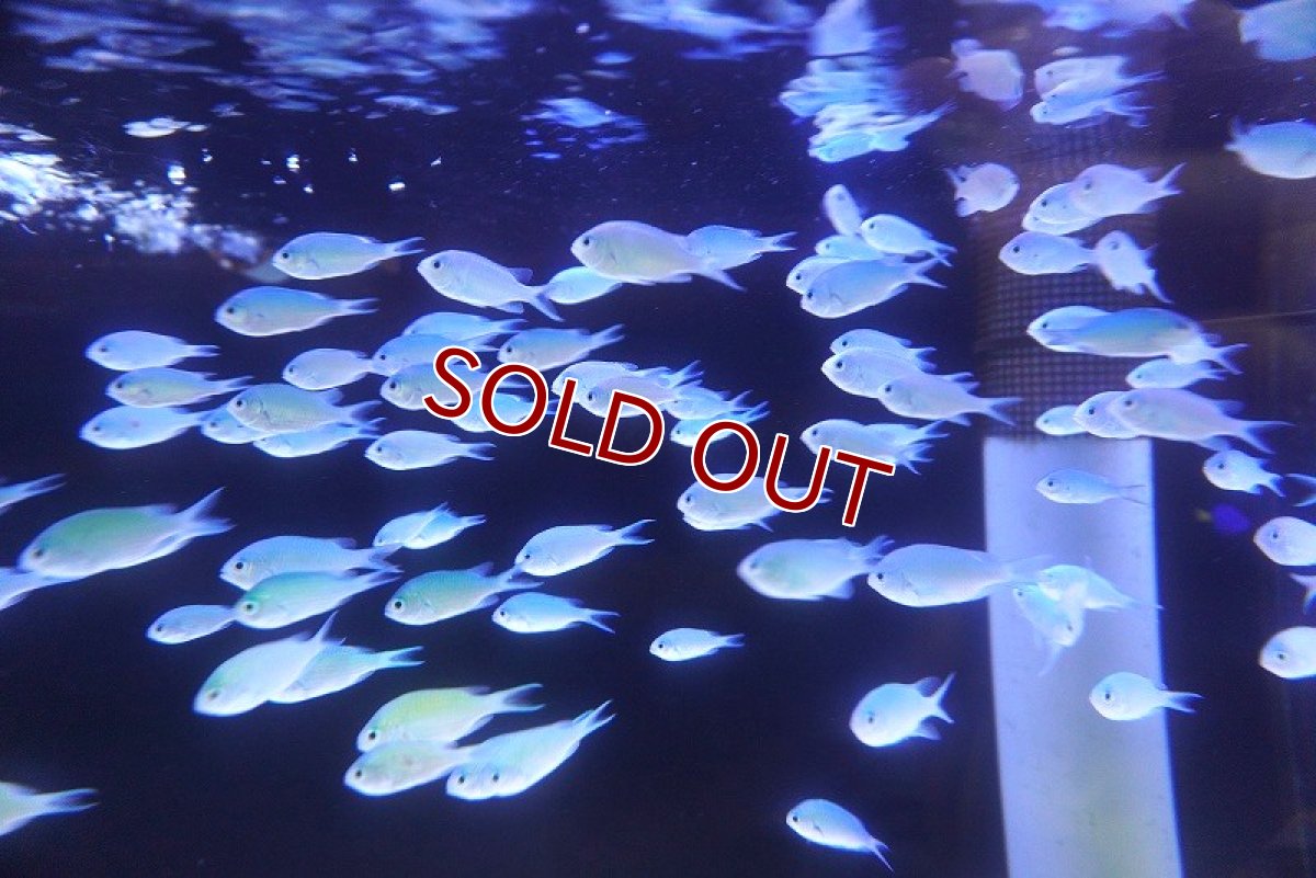 画像3: 【海水魚・スズメダイ】【通販】【沖縄産】デバスズメダイ【1匹】（±3-4cm） (サンプル画像）（生体）(海水魚) (3)