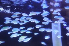 画像3: 【海水魚・スズメダイ】【通販】【沖縄産】デバスズメダイ【1匹】（±3-4cm） (サンプル画像）（生体）(海水魚) (3)