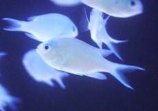 画像1: 【海水魚・スズメダイ】【通販】【沖縄産】デバスズメダイ【10匹セット】（±3-4cm） (サンプル画像）（生体）(海水魚) (1)
