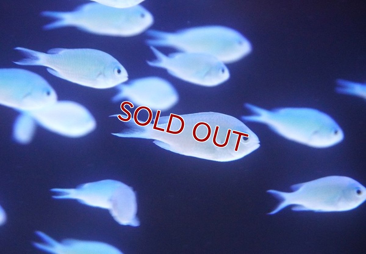 画像2: 【海水魚・スズメダイ】【通販】【沖縄産】デバスズメダイ【10匹セット】（±3-4cm） (サンプル画像）（生体）(海水魚) (2)