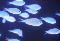 画像2: 【海水魚・スズメダイ】【通販】【沖縄産】デバスズメダイ【10匹セット】（±3-4cm） (サンプル画像）（生体）(海水魚) (2)