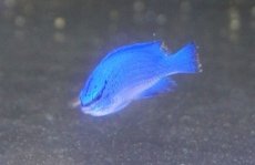 画像1: 【海水魚・スズメダイ】【通販】【沖縄産】ルリスズメ（コバルト）【10匹セット】（±4-5cm） (サンプル画像）（生体）(海水魚) (1)
