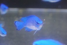 画像2: 【海水魚・スズメダイ】【通販】【沖縄産】ルリスズメ（コバルト）【10匹セット】（±4-5cm） (サンプル画像）（生体）(海水魚) (2)