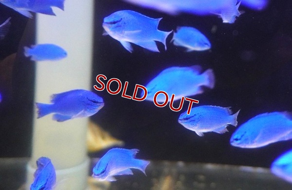 画像3: 【海水魚・スズメダイ】【通販】【沖縄産】ルリスズメ（コバルト）【10匹セット】（±4-5cm） (サンプル画像）（生体）(海水魚) (3)