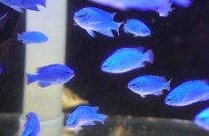 画像3: 【海水魚・スズメダイ】【通販】【沖縄産】ルリスズメ（コバルト）【10匹セット】（±4-5cm） (サンプル画像）（生体）(海水魚) (3)