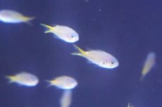 画像1: 【海水魚・スズメダイ】【通販】【沖縄産】キホシスズメダイ 幼魚(10匹セット)（±2cm）（サンプル画像）（生体）(海水魚) (1)