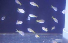 画像2: 【海水魚・スズメダイ】【通販】【沖縄産】キホシスズメダイ 幼魚(10匹セット)（±2cm）（サンプル画像）（生体）(海水魚) (2)