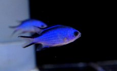 画像1: 【海水魚・スズメダイ】【通販】ブルーリーフクロミス (1匹)±3-4cm(サンプル画像）（生体）(海水魚)（サンゴ） (1)