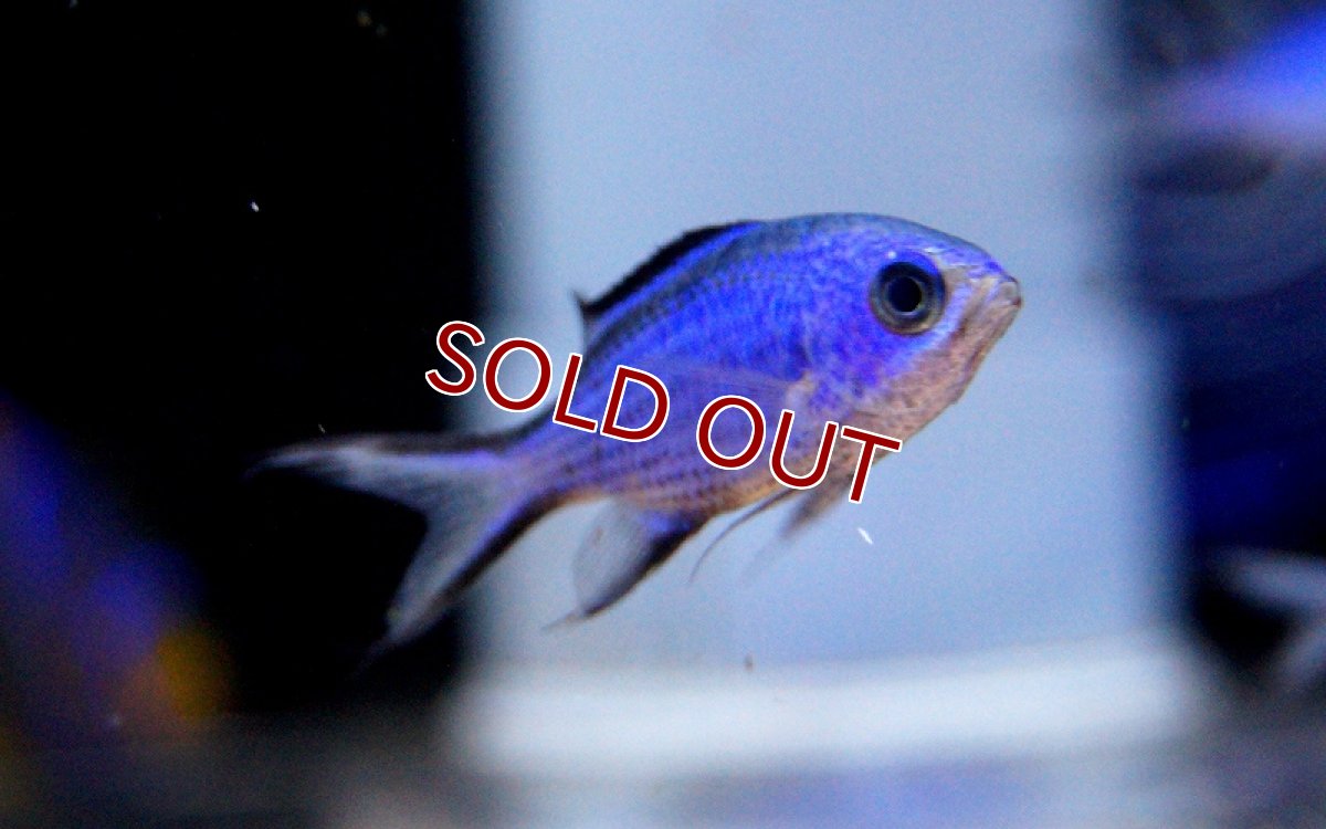 画像2: 【海水魚・スズメダイ】ブルーリーフクロミス (Mサイズ）(1匹)±4-5.5cm(サンプル画像）（生体）(海水魚)（サンゴ） (2)