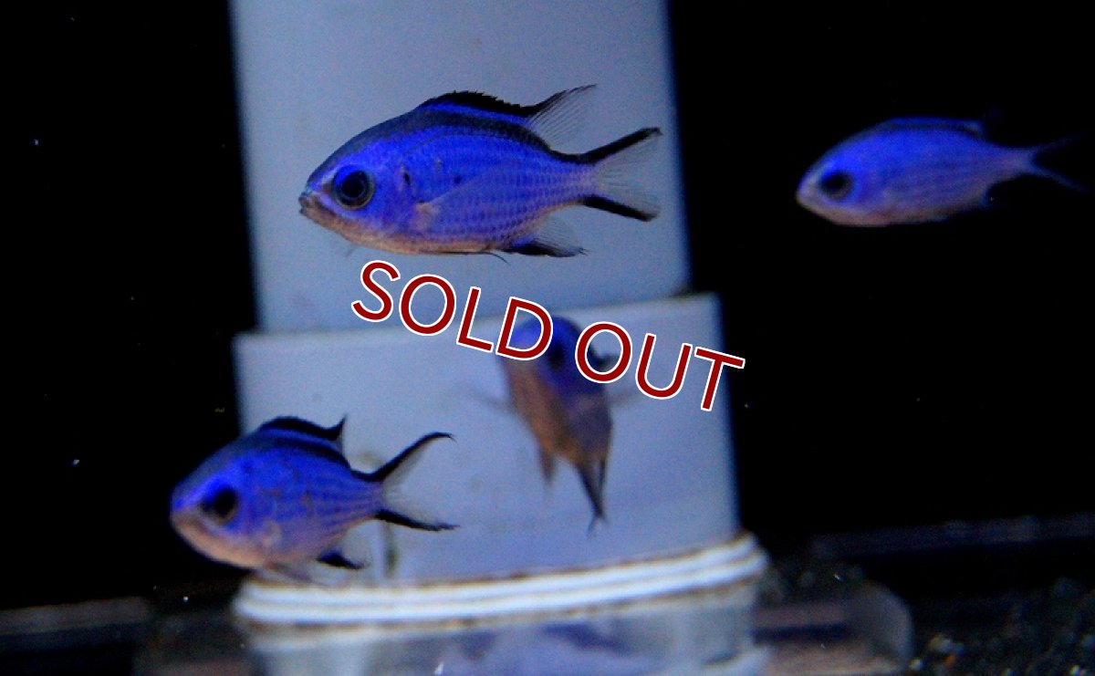 画像3: 【海水魚・スズメダイ】ブルーリーフクロミス (Mサイズ）(1匹)±4-5.5cm(サンプル画像）（生体）(海水魚)（サンゴ） (3)