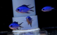 画像3: 【海水魚・スズメダイ】【通販】ブルーリーフクロミス (1匹)±3-4cm(サンプル画像）（生体）(海水魚)（サンゴ） (3)