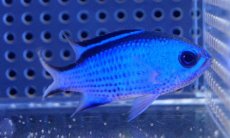 画像1: 【海水魚】【通販】ブルーリーフクロミス (Mサイズ）(1匹)±4-5cm(サンプル画像）（生体）(海水魚)（サンゴ） (1)