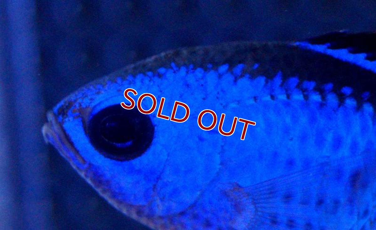 画像2: 【海水魚】ブルーリーフクロミス (Mサイズ）(1匹)±4-5cm(サンプル画像）（生体）(海水魚)（サンゴ） (2)