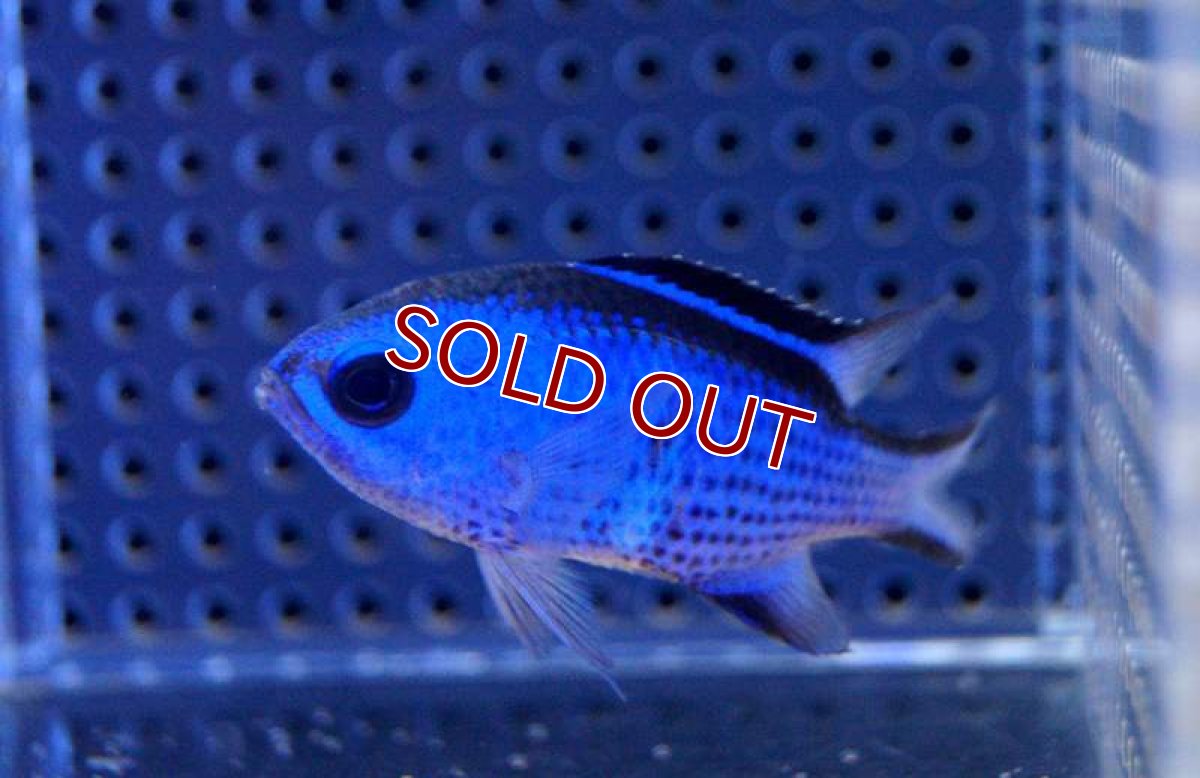 画像3: 【海水魚】ブルーリーフクロミス (Mサイズ）(1匹)±4-5cm(サンプル画像）（生体）(海水魚)（サンゴ） (3)