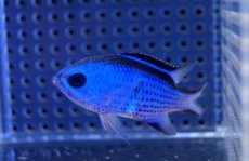 画像3: 【海水魚】【通販】ブルーリーフクロミス (Mサイズ）(1匹)±4-5cm(サンプル画像）（生体）(海水魚)（サンゴ） (3)