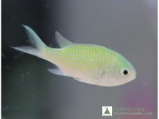 画像1: 【海水魚】【通販】デバスズメダイ　（10匹）(サンプル画像）（生体）(海水魚)（サンゴ） (1)