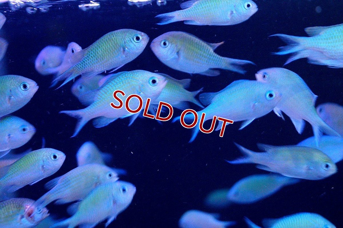 画像2: 【海水魚】デバスズメダイ　（10匹）(サンプル画像）（生体）(海水魚)（サンゴ） (2)