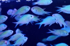 画像2: 【海水魚】【通販】デバスズメダイ　（10匹）(サンプル画像）（生体）(海水魚)（サンゴ） (2)