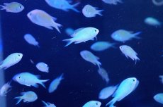 画像3: 【海水魚】【通販】デバスズメダイ　（10匹）(サンプル画像）（生体）(海水魚)（サンゴ） (3)