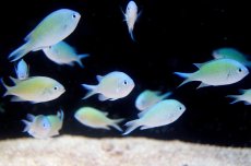 画像1: 【海水魚】【通販】デバスズメダイ(L-XLサイズ) (1匹)50-55mm前後(サンプル画像）（生体）(海水魚)（サンゴ） (1)