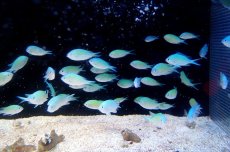 画像3: 【海水魚】【通販】デバスズメダイ(L-XLサイズ) (1匹)50-55mm前後(サンプル画像）（生体）(海水魚)（サンゴ） (3)