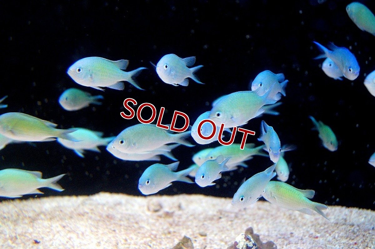 画像2: 【海水魚】デバスズメダイ(L-XLサイズ) （10匹）50-55mm前後(サンプル画像）（生体）(海水魚)（サンゴ） (2)