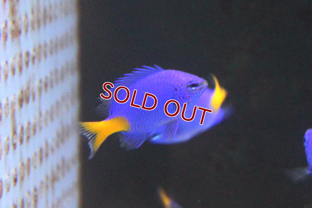 画像2: 【海水魚】シリキルリスズメ（10匹）(サンプル画像）（生体）(海水魚)（サンゴ） (2)