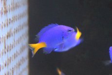 画像2: 【海水魚】【通販】シリキルリスズメ（10匹）(サンプル画像）（生体）(海水魚)（サンゴ） (2)