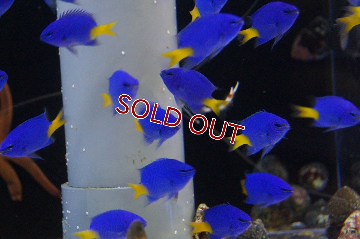 画像2: 【決算セール10％OFFクーポン対象個体】 【海水魚】シリキルリスズメ(1匹)(サンプル画像）（生体）(海水魚)（サンゴ） (2)