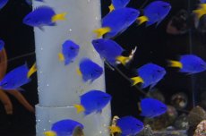 画像2: 【海水魚】【通販】シリキルリスズメ(1匹)(サンプル画像）（生体）(海水魚)（サンゴ） (2)