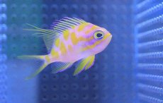 画像1: 【海水魚】【通販】マダラハナダイ（Sサイズ）(1匹)±4-5cm(サンプル画像）（生体）(海水魚)（サンゴ） (1)