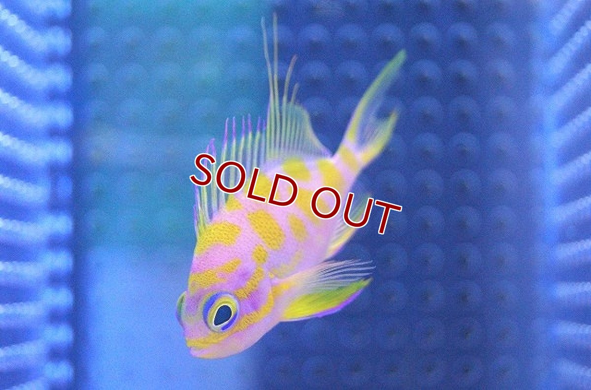 画像2: 【海水魚】マダラハナダイ（Sサイズ）(1匹)±4-5cm(サンプル画像）（生体）(海水魚)（サンゴ） (2)