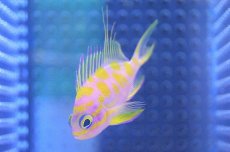 画像2: 【海水魚】【通販】マダラハナダイ（Sサイズ）(1匹)±4-5cm(サンプル画像）（生体）(海水魚)（サンゴ） (2)