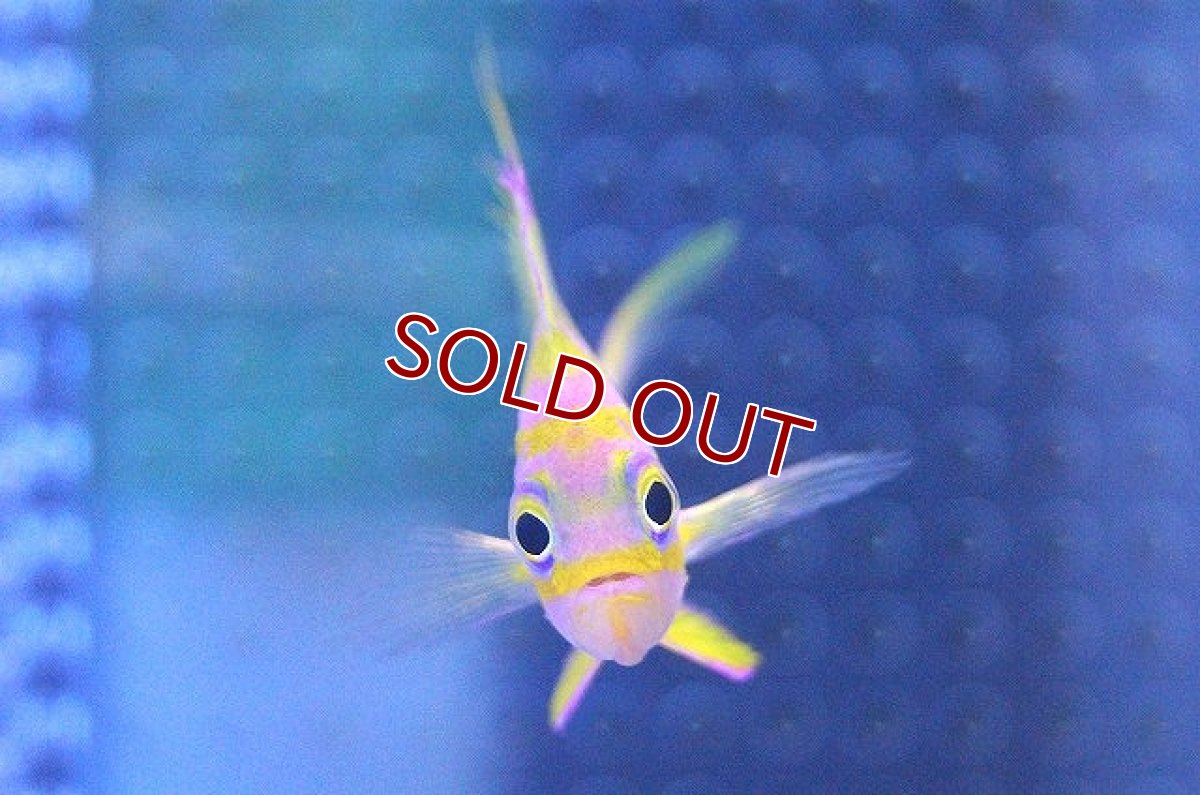 画像3: 【海水魚】マダラハナダイ（Sサイズ）(1匹)±4-5cm(サンプル画像）（生体）(海水魚)（サンゴ） (3)