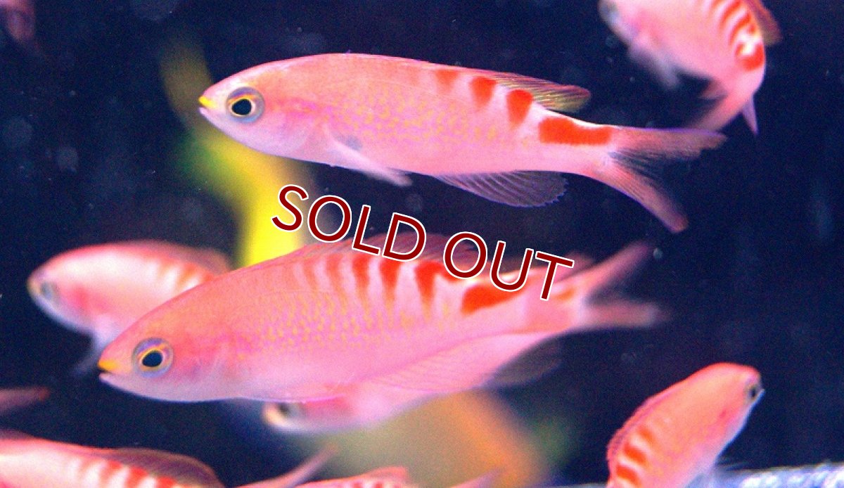 画像2: 【海水魚】タイガークイーン（5匹）±4-6cm(サンプル画像）（生体）(海水魚)（サンゴ） (2)