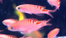 画像2: 【海水魚】タイガークイーン（5匹）±4-6cm(サンプル画像）（生体）(海水魚)（サンゴ） (2)
