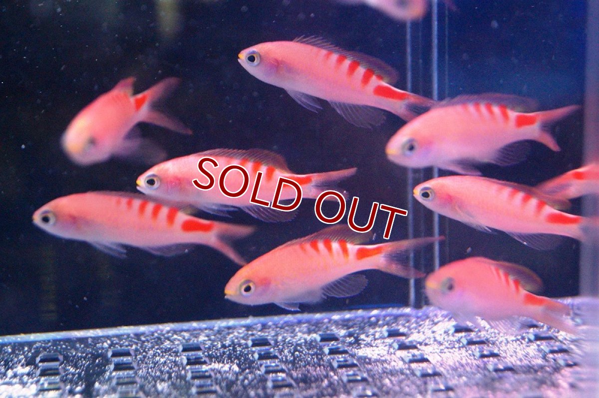 画像3: 【海水魚】タイガークイーン（5匹）±4-6cm(サンプル画像）（生体）(海水魚)（サンゴ） (3)