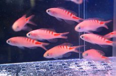 画像3: 【海水魚】タイガークイーン（5匹）±4-6cm(サンプル画像）（生体）(海水魚)（サンゴ） (3)