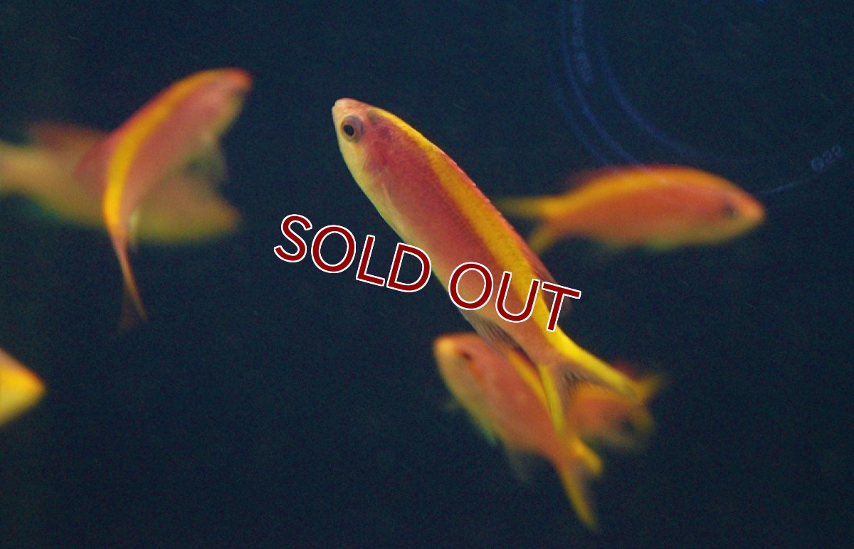 画像2: 【海水魚】パープルクイーン(イエローラインタイプ）（5匹）±4-6cm(サンプル画像）（生体）(海水魚)（サンゴ） (2)