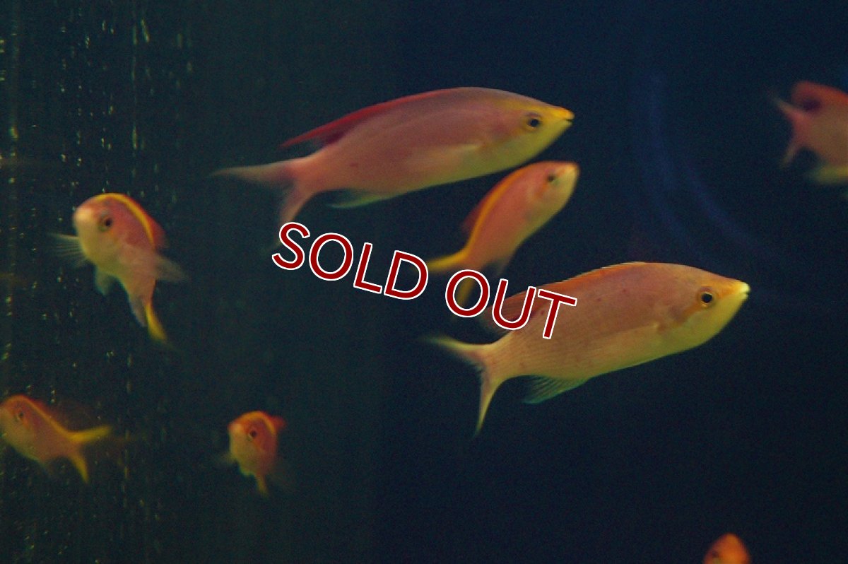 画像3: 【海水魚】パープルクイーン(イエローラインタイプ）（5匹）±4-6cm(サンプル画像）（生体）(海水魚)（サンゴ） (3)