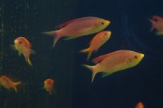 画像3: 【海水魚】【通販】パープルクイーン(イエローラインタイプ）（5匹）±4-6cm(サンプル画像）（生体）(海水魚)（サンゴ） (3)