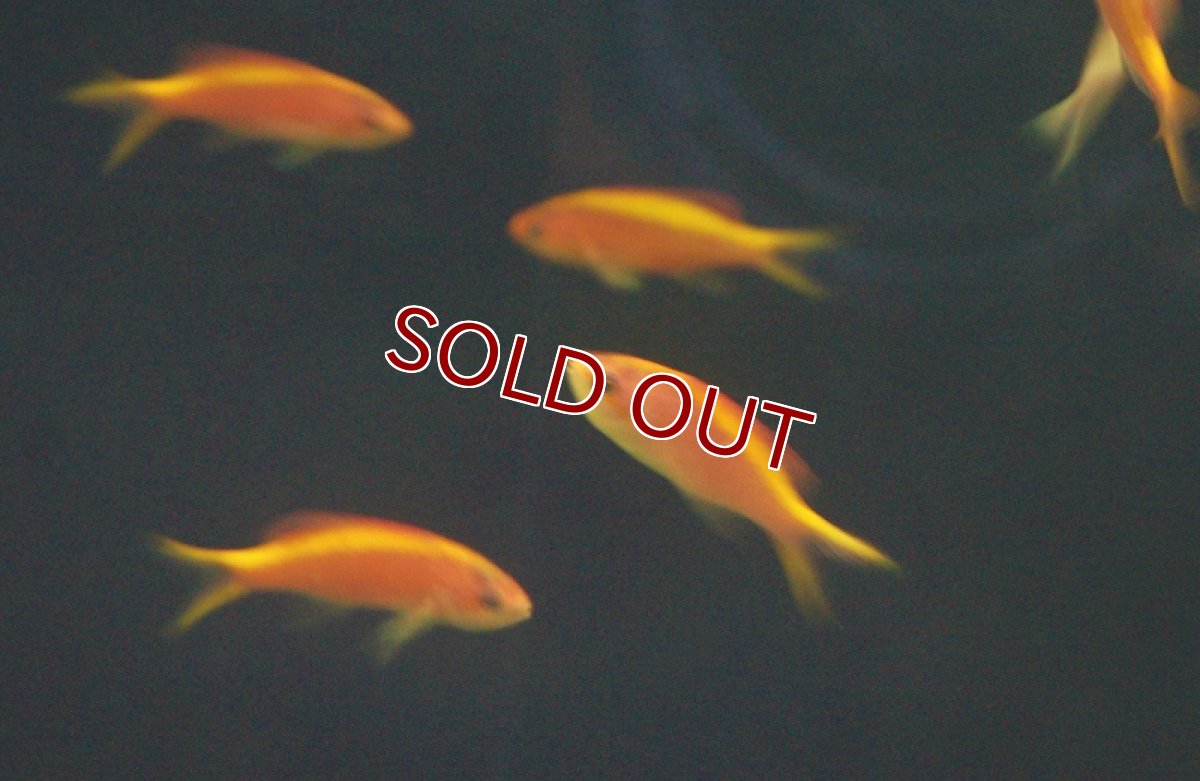 画像4: 【海水魚】パープルクイーン(イエローラインタイプ）（5匹）±4-6cm(サンプル画像）（生体）(海水魚)（サンゴ） (4)