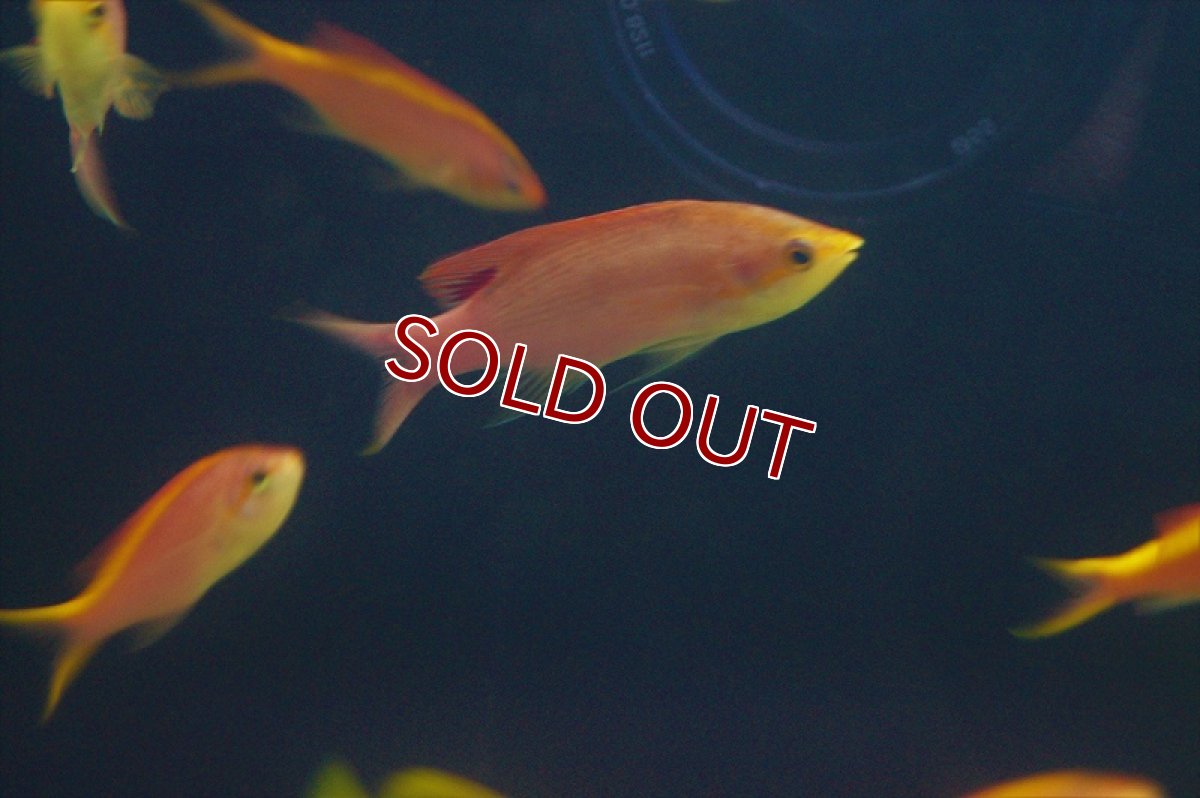 画像5: 【海水魚】パープルクイーン(イエローラインタイプ）（5匹）±4-6cm(サンプル画像）（生体）(海水魚)（サンゴ） (5)